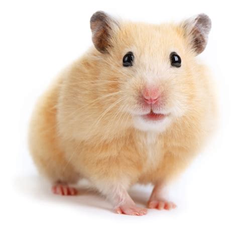 The Syrian <b>hamster</b> is also known as the golden <b>hamster</b>. . Hamsters on sale